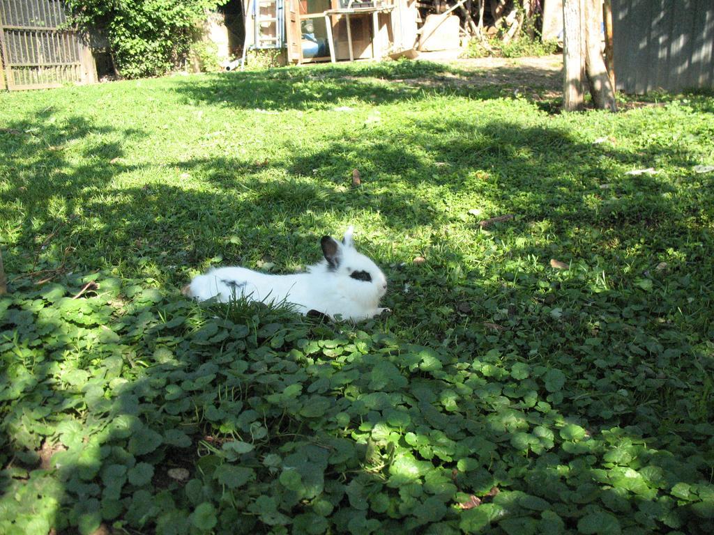 Bioagriturismo Vegan Campo Di Cielo Cesiomaggiore Экстерьер фото